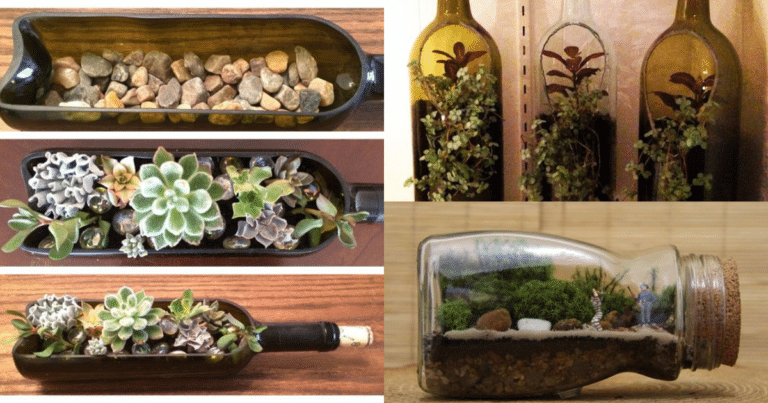 Crea Tu Propio Terrario Con Botellas De Vidrio