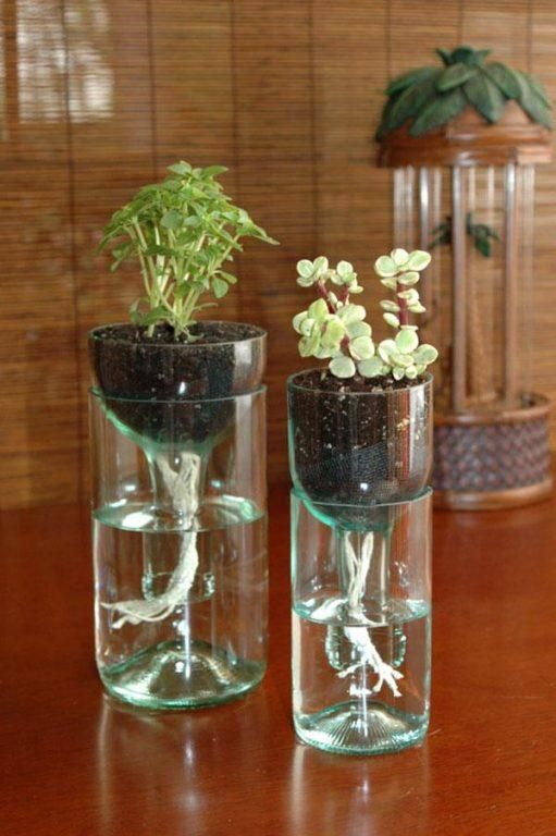 terrarios con suculentas en botellas de vidrio 3