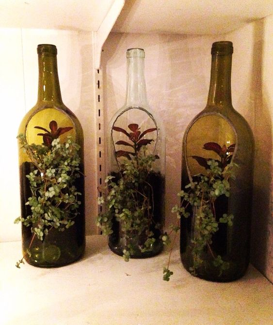 terrarios con suculentas en botellas de vidrio 6